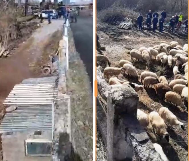 stalla u ndertua poshte ures bashkia e kolonjes nxjerr jashte delet e bariut pas 14 vitesh