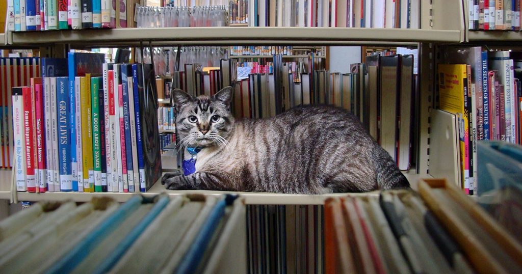 Bibliotekat amerikane pranojnë fotografi të… maceve për tarifat e librave