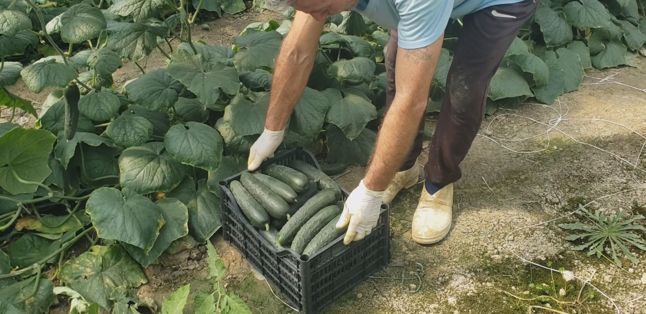 fermeret e fshatrave samatice e drenovice drejt falimentimit prodhimet e tyre shiten nen kosto