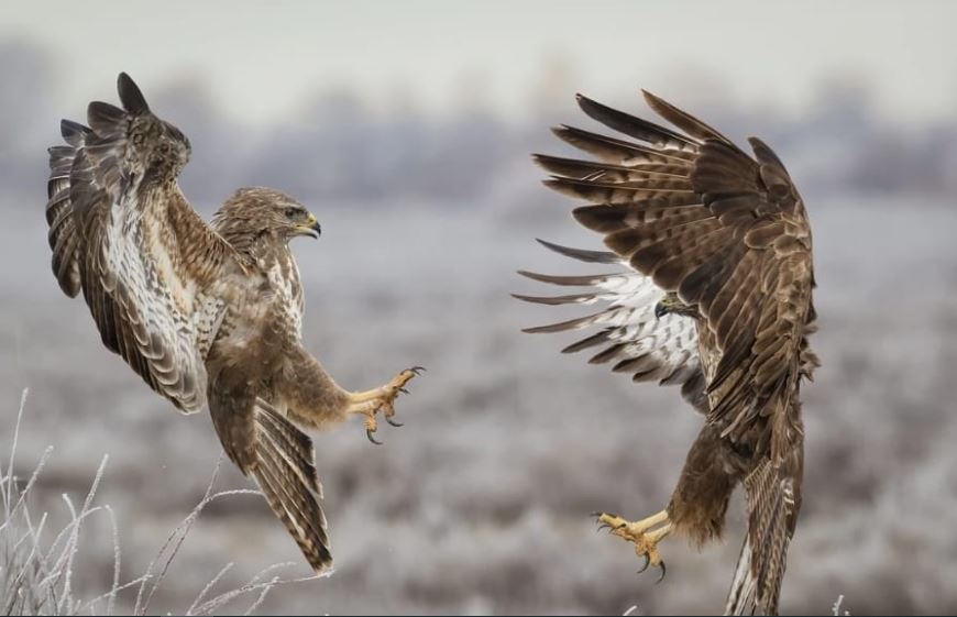 kercimi i hutave fotografi jetmir troshani merr cmimin e pare nderkombetar te fiof 2024