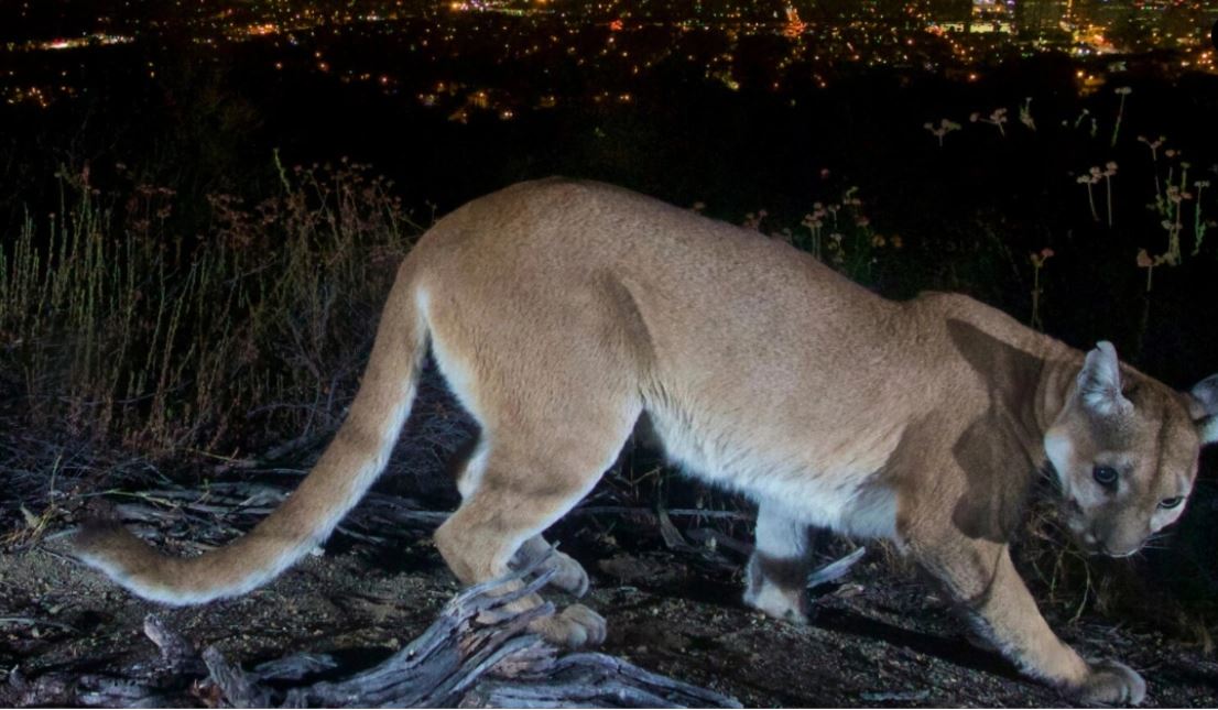 ngjarje fatale puma sulmon dy vellezerit njeri vdes plagos rende tjetrin