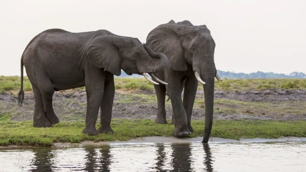 presidenti i botsvanes i ofron gjermanise 20000 elefante pas mosmarreveshjeve per