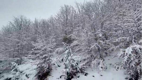 reshjet e debores zbardhin parkun kombetar te qafe shtames foto