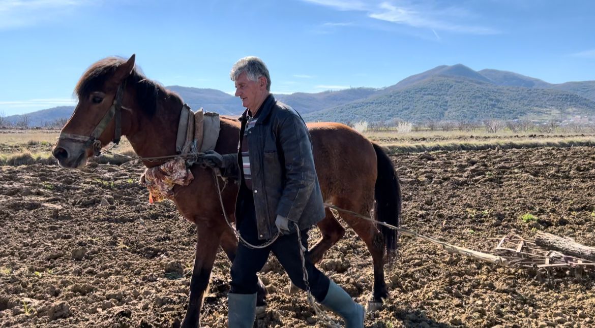 rikthehen mjetet primitive fermeret ne korce se perballojne dot cmimin e lart te naftes punojne me kuaj dhe brana