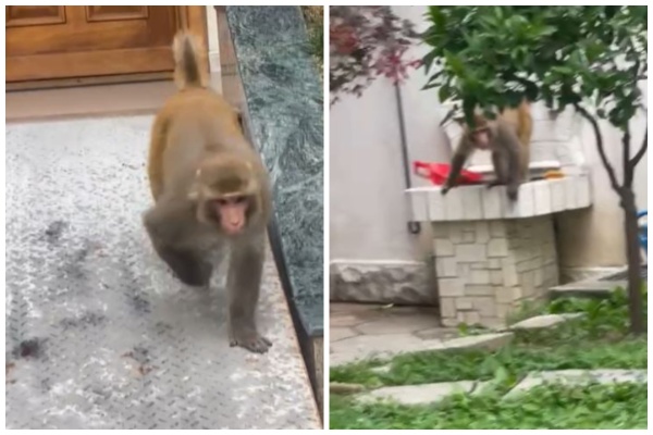 mos u afro se mos ka ndonje semundje majmuni sjell verdalle policine dhe punonjesit e qendres se te moshuarve drejtoresha kerkon ndihme kemi frike