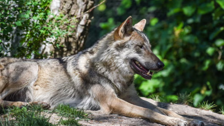 Një grua sulmohet nga tre ujqër në një kopsht zoologjik, 37-vjeçarja në gjendje kritike për jetën