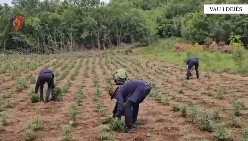 operacioni territor i paster policia zbulon dhe asgjeson 7378 bime kanabisi ne vaun e dejes