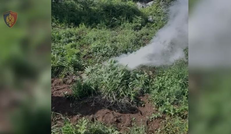 policia aksion anti droge ne shkoder lezhe kruje e gjirokaster asgjesohen 3865 bime kanabis nje ne pranga nje i proceduar