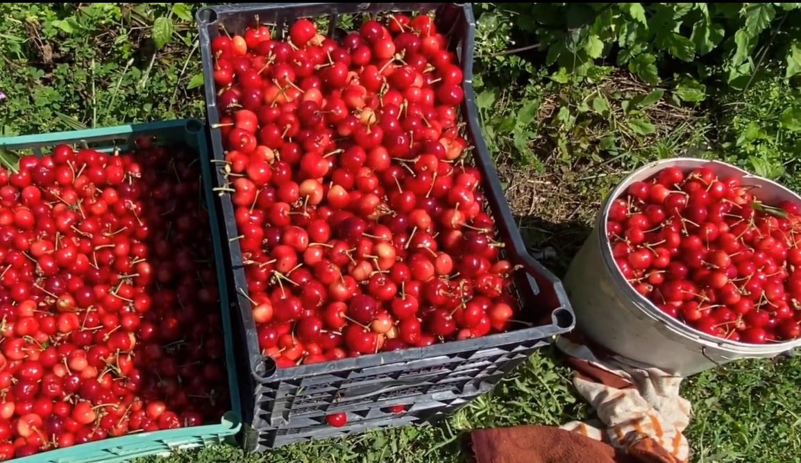 qershite ngelet ne peme sepse nuk ka punetore fermeret ne drobonik pesticidet kane ccmime te larta