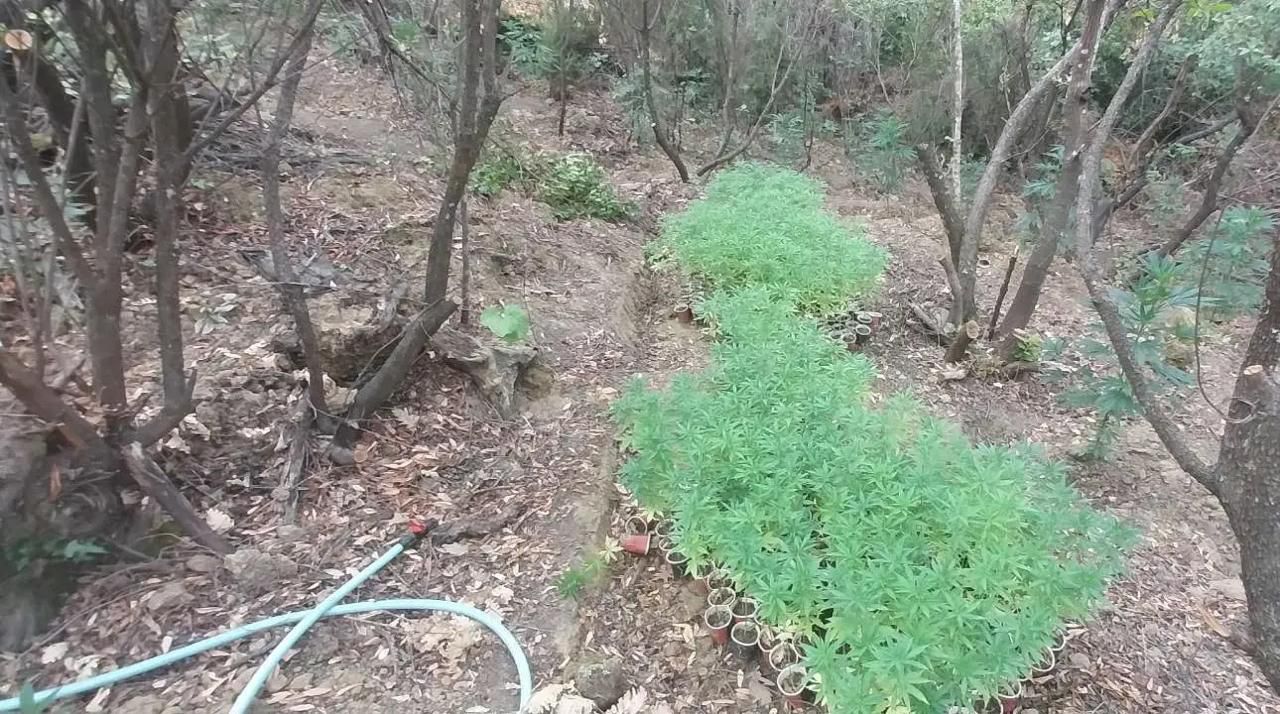 foto zbulohet plantacion me kanabis ne kufirin greko shqiptar asgjesohen mbi 2 mije bime policia nis hetimin