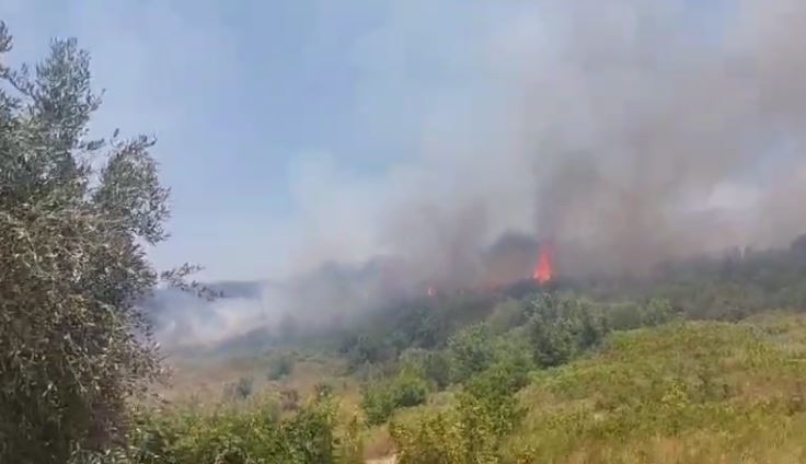 perfshihen nga flaket plantacione me peme ne berat nderhyrja e zjarrfikesve shmang perhapjen e zjarrit drejt banesave ja si paraqitet situata