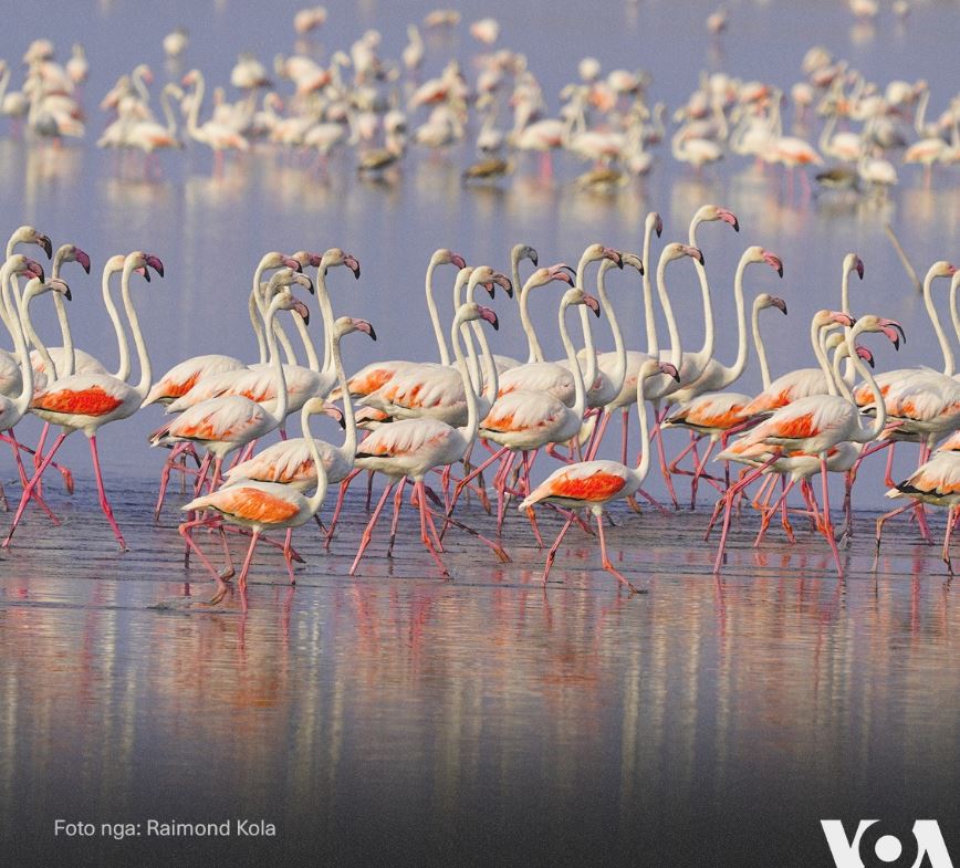 foto mbi 5000 flamingo pushtojne lagunen e nartes dhe peisazhin e mbrojtur vjose narte