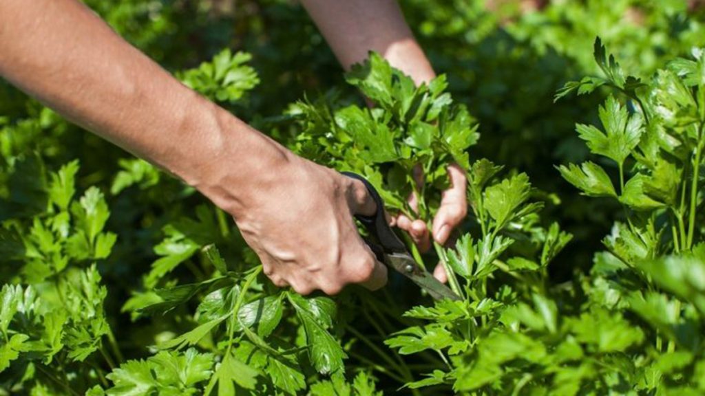 kura me leng majdanozi per pastrimin rrenjesor te veshkave zbuloni vitaminat qe perfiton trupi