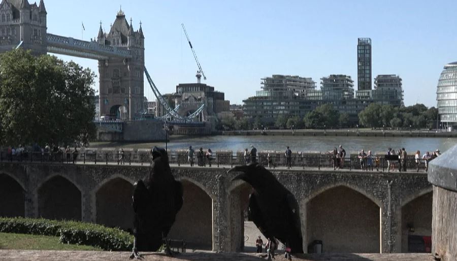 legjenda e kulles se londres mbijetesa e saj varet prej zogjve karakteristike