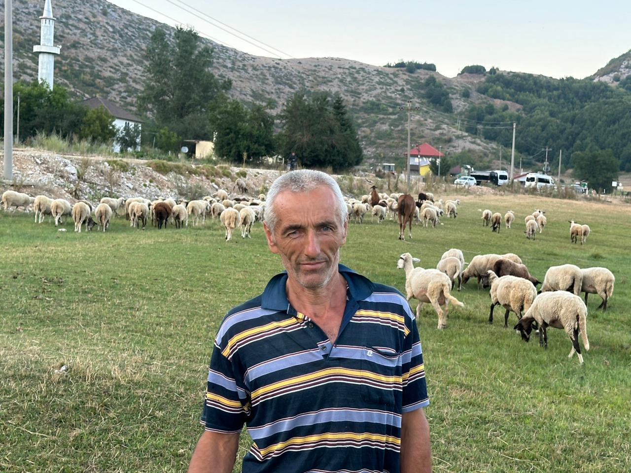 ne fushe studen te stebleves i rikthehen tradites krijojne tufen e madhe me dele dhe i ruajne me radhe