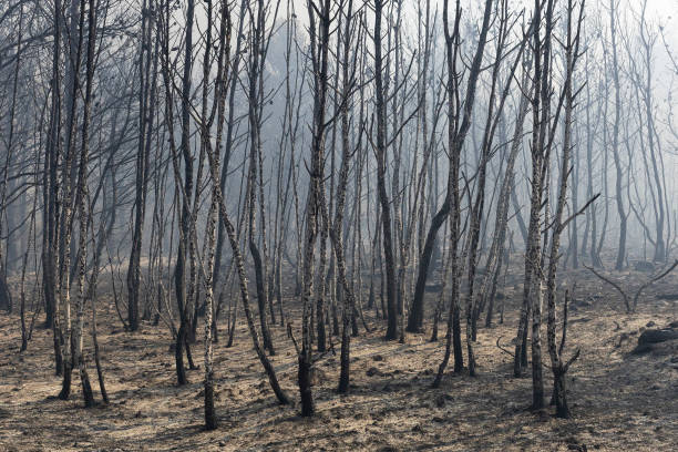 12 August 2024, Greece, Athen: Charred trees photographed at the blaze near Athens. Hundreds of firefighters, supported by dozens of water-dropping planes and helicopters, continued their battle against the flames of the blaze in the north of Athens this morning. Photo: Socrates Baltagiannis/dpa (Photo by Socrates Baltagiannis/picture alliance via Getty Images)