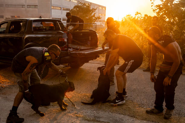 12 August 2024, Greece, Athen: Local volunteers evacuate dogs from a house threatened by a forest fire in Ano Patima near Penteli in the northern Athens region. Just a few kilometers north-east of the Greek capital, firefighters are battling countless fires over an area of around 200 square kilometers. The government has now asked the EU for support. Photo: Socrates Baltagiannis/dpa (Photo by Socrates Baltagiannis/picture alliance via Getty Images)