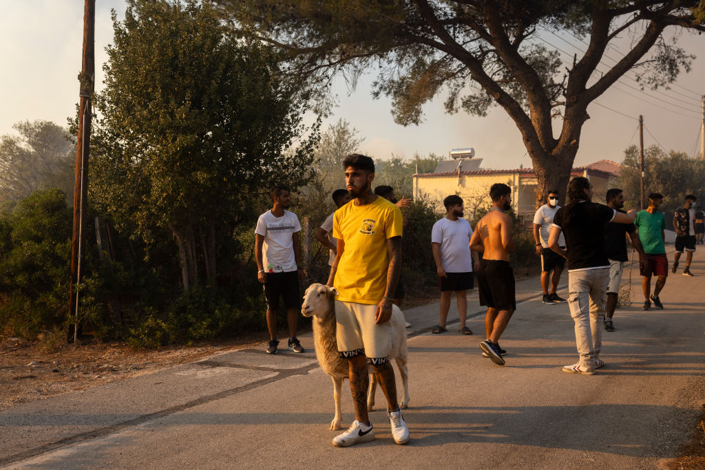 12 August 2024, Greece, Athen: A volunteer holds a sheep for evacuation during a forest fire in Ano Patima near Penteli in the north of Athens. Just a few kilometers northeast of the Greek capital, firefighters are battling countless fires over an area of around 200 square kilometers. The government has now asked the EU for support. Photo: Socrates Baltagiannis/ (Photo by Socrates Baltagiannis/picture alliance via Getty Images)