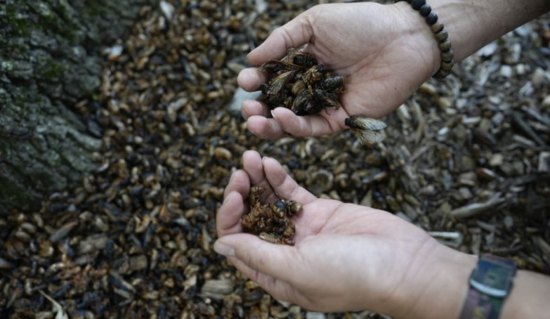 singapori miraton konsumimin e 16 llojeve te insekteve duke perfshire karkaleca