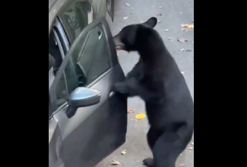 hej ajo eshte makina ime ariu skifter momenti kur hyn ne automjetet e parkuara video