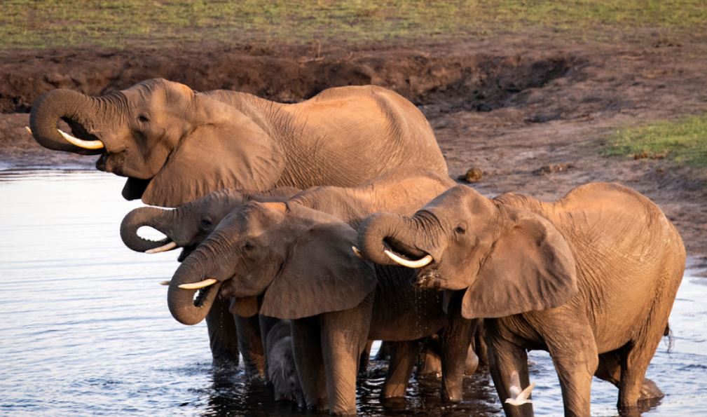 Zimbabve, dyqind elefantë do të theren për të ushqyer njerëzit e uritur për shkak të thatësirës